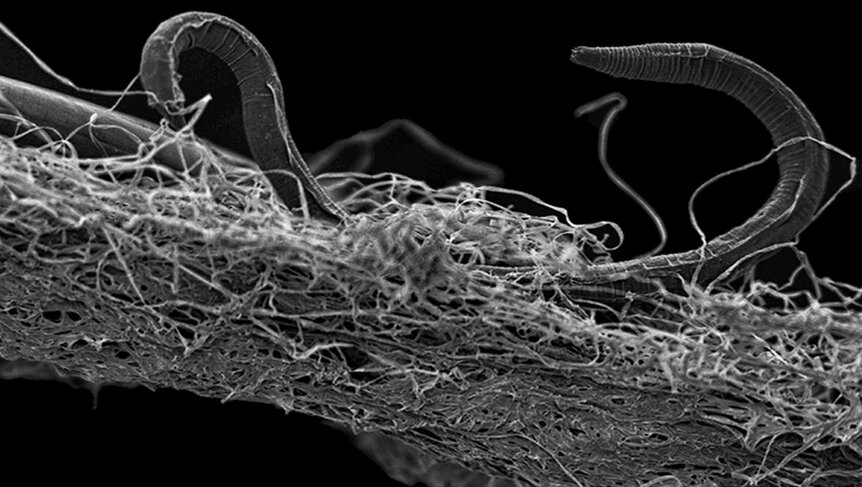 Wacky Worms Thrive in Extreme Environment
