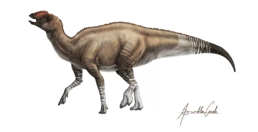 New Hadrosaur