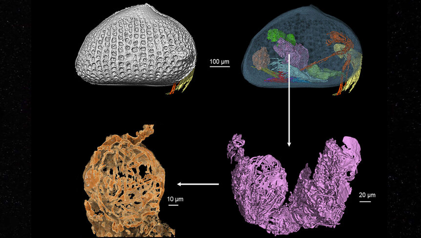 ostracod digital "dissection" and reconstruction