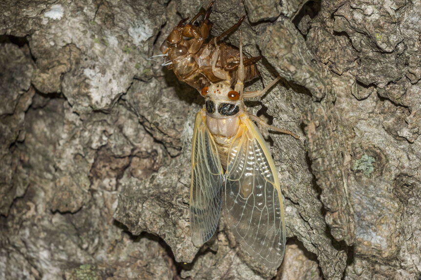 Periodic Cicada next to molted husk