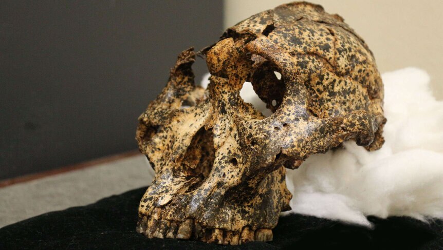 Paranthropus robustus skull