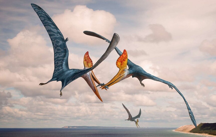 pterosaur 4