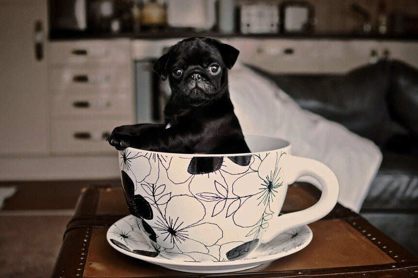 puppy-cup