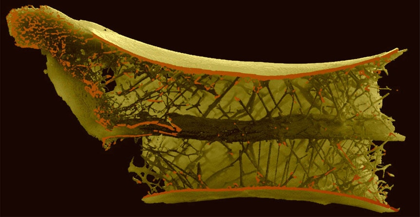 inside of azdarchid pterosaur vertebra