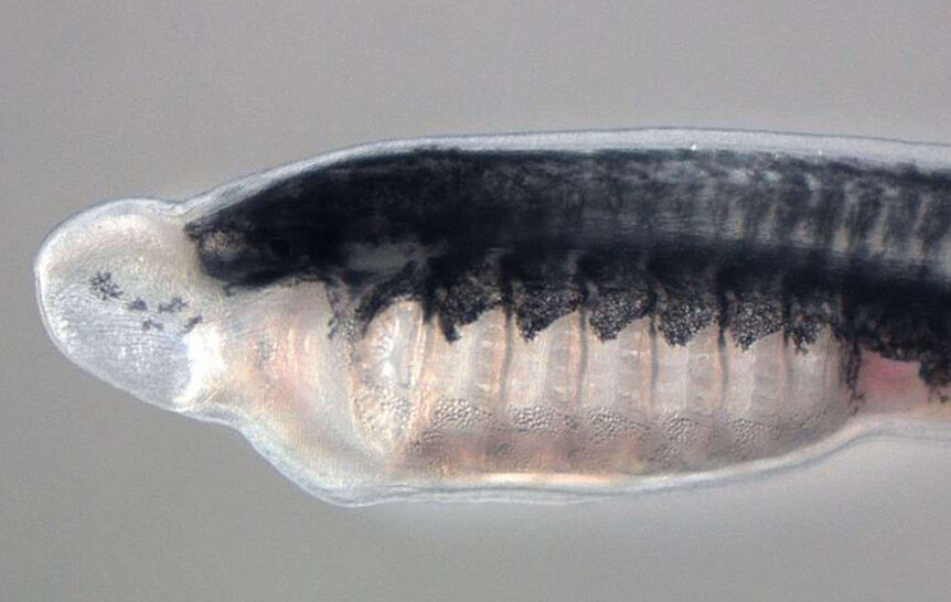mutant sea lamprey embryo