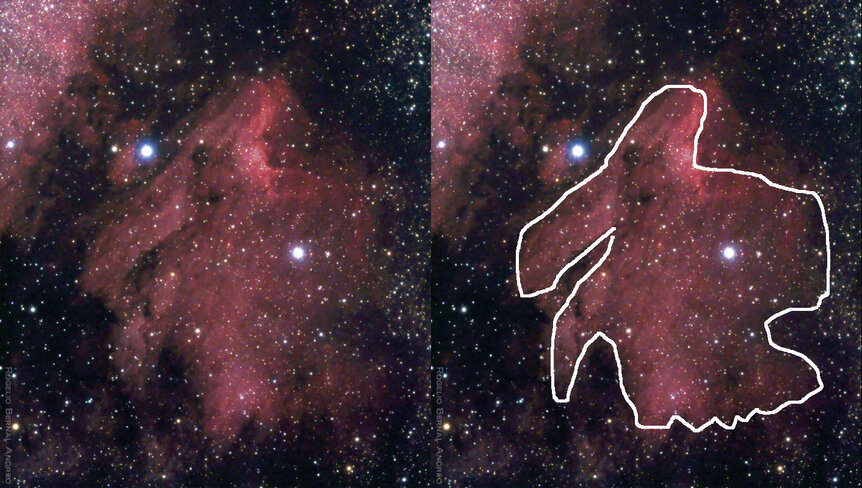 With sufficient imagination, the Pelican Nebula (left) resembles its ornithological namesake (right). The closer images in the article are from the back of the “neck”. Credit: Rogelio Bernal Andreo
