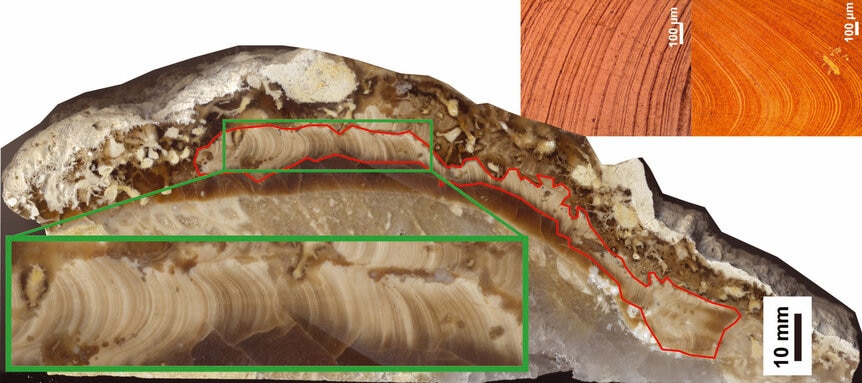 Daily layering in a rudist bivalve from 70 million years ago allowed scientists to accurately gauge the length of a day in the late Cretaceous Period. Credit: AGU