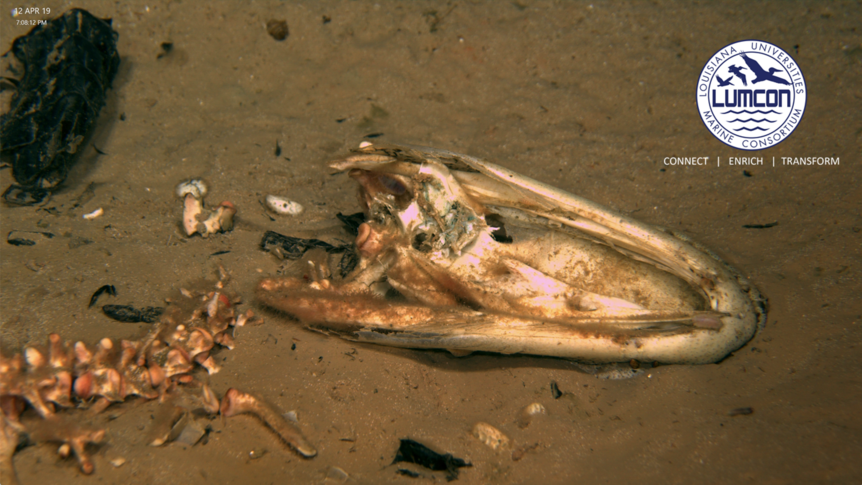 gator skull on the seafloor