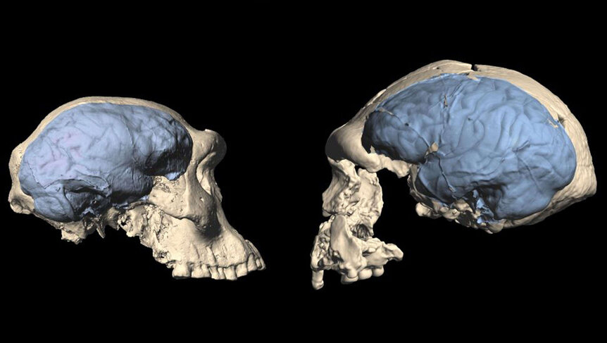 prehistoric human skulls