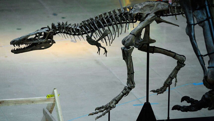 juvenile T. Rex skeleton