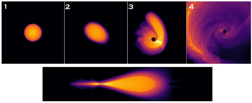 simulations of a white dwarf encountering a black hole