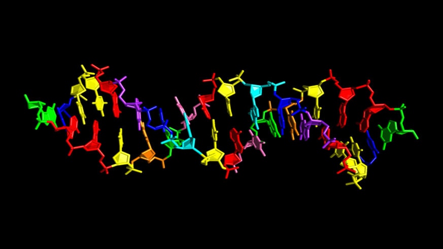 hachimoji DNA