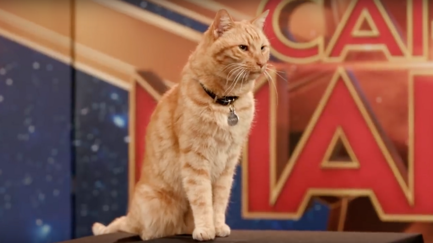 Goose the cat from Captain Marvel