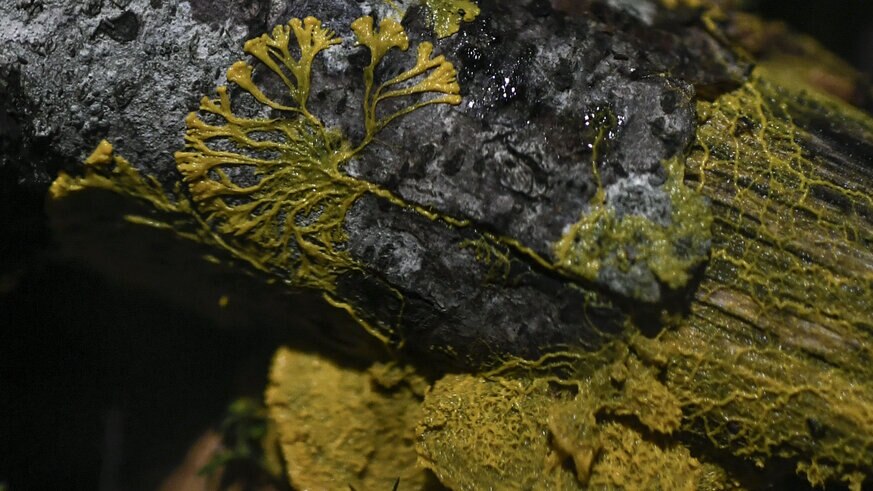 The Blob aka Physarum Polycephalum slime mold