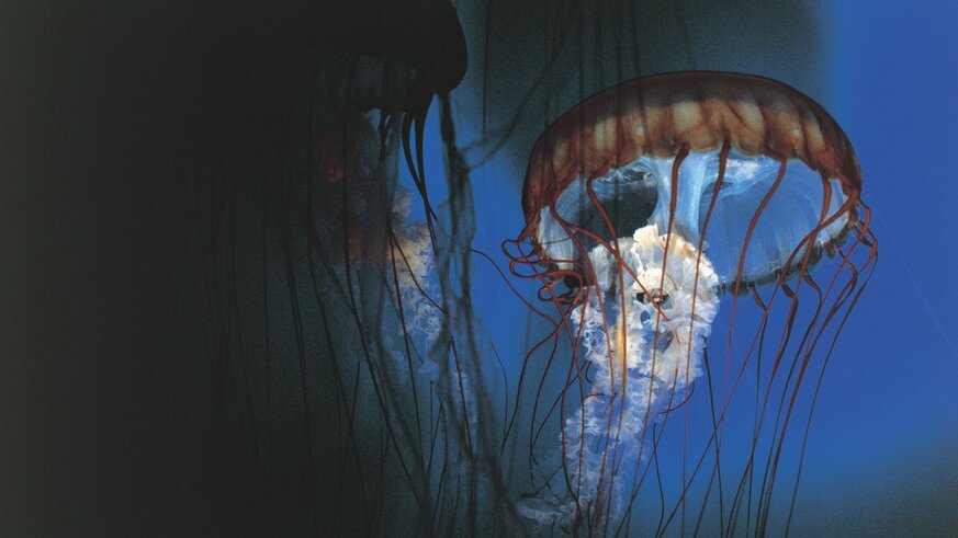An underwater jellyfish