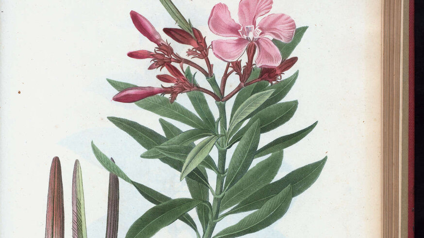 NYPL Digital Collections Oleander flower
