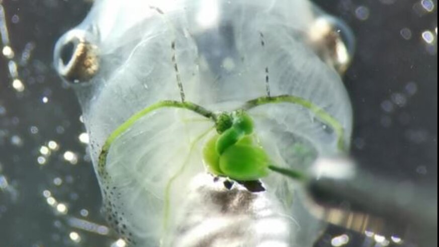 Algae Circulating Through Tadpole Vasculature