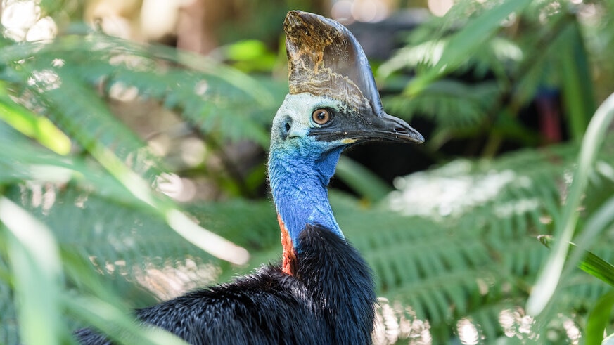 Southern Cassowary Cassidy Getty