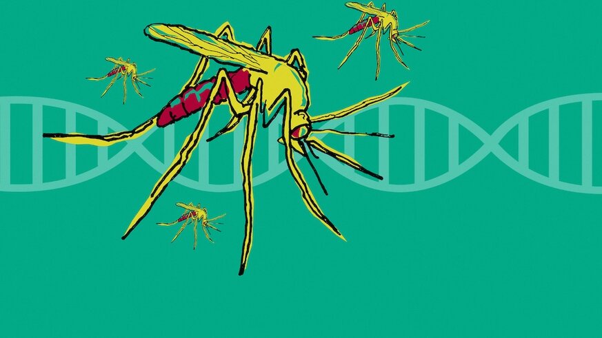 Cassidy DNA and mosquito GETTY