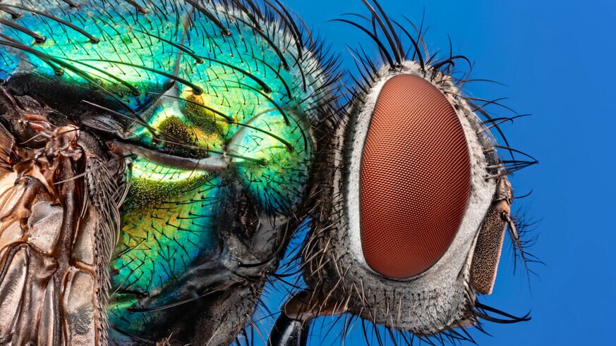 A blow fly under microscope 5x macro, isolated on blue background