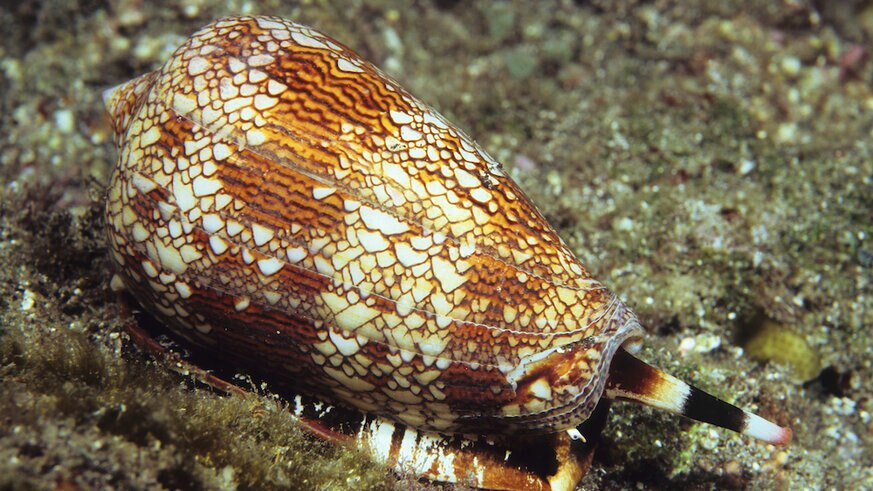 Textile Cone Shell