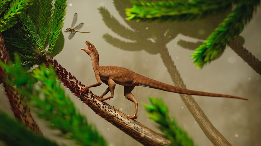 Pterosaur ancestor Maehary bonapartei