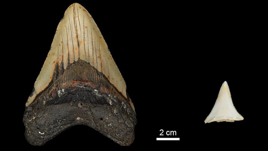 Megalodon and Shark Tooth Size Comparison