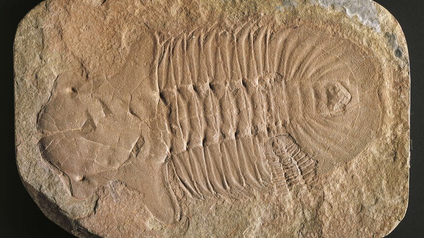 Hemirhodon amplipyge trilobite fossil