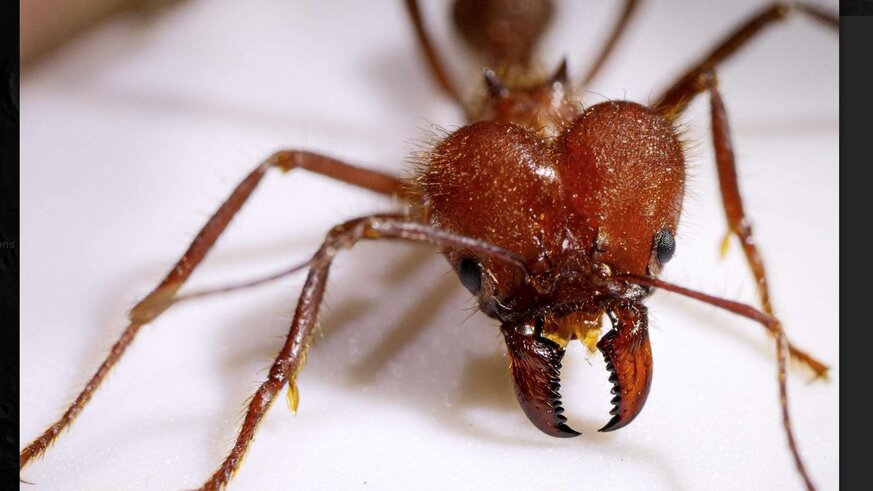 Leafcutter Ant