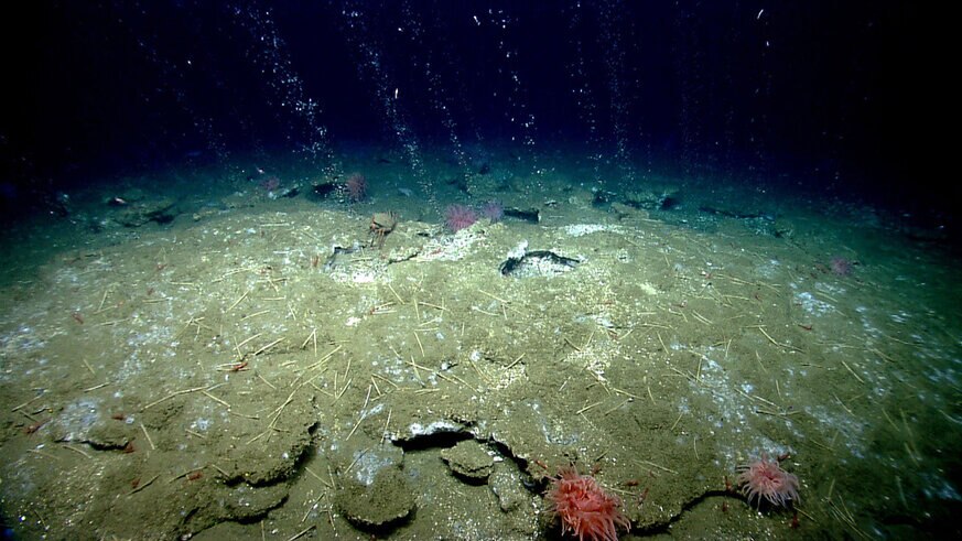 Methane bubbles up from sediment off the Virginia coastline in the US. Credit: NOAA OKEANOS Explorer Program, 2013 ROV Shakedown and Field Trials