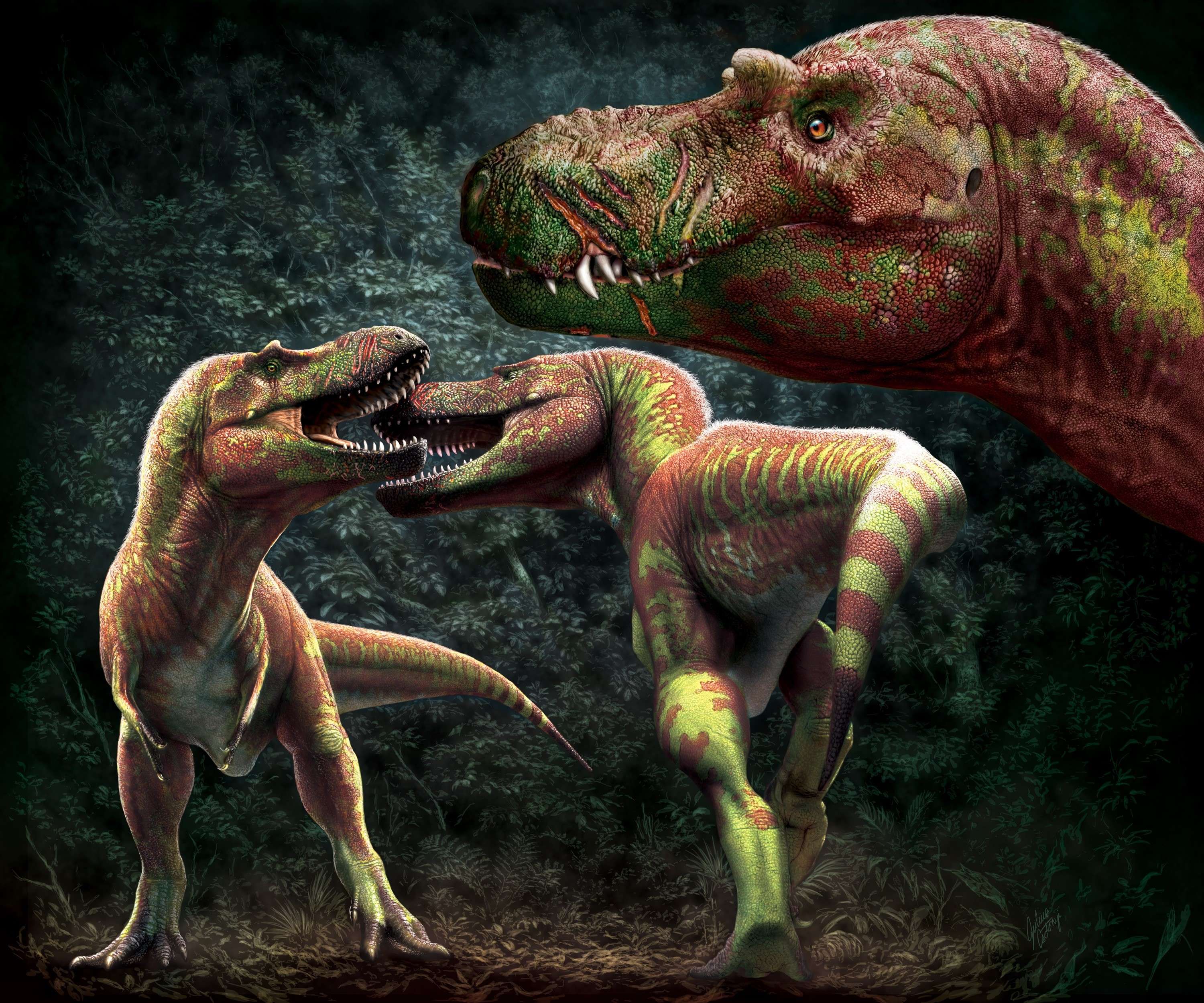 Tyrannosaurs would bite each other