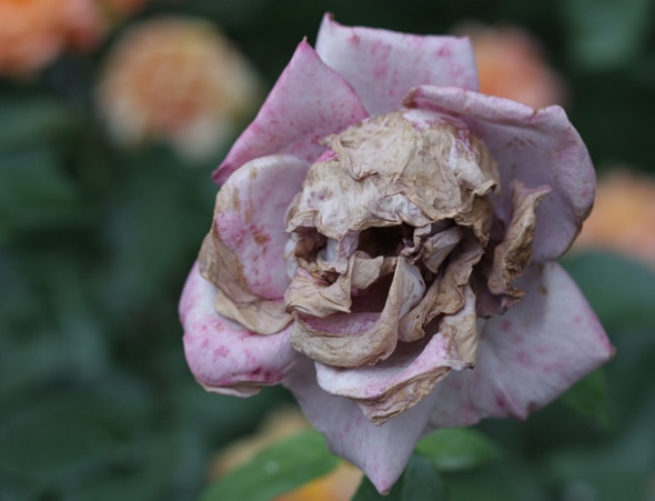 skullflower590.jpg