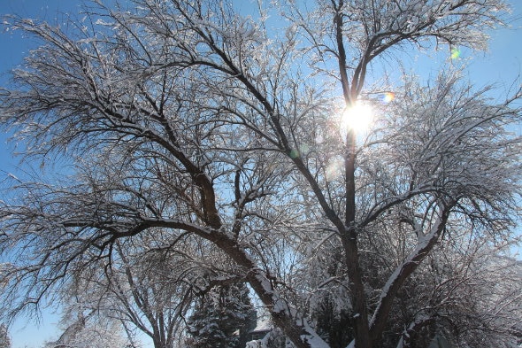 snowy_tree_sun_0.jpg